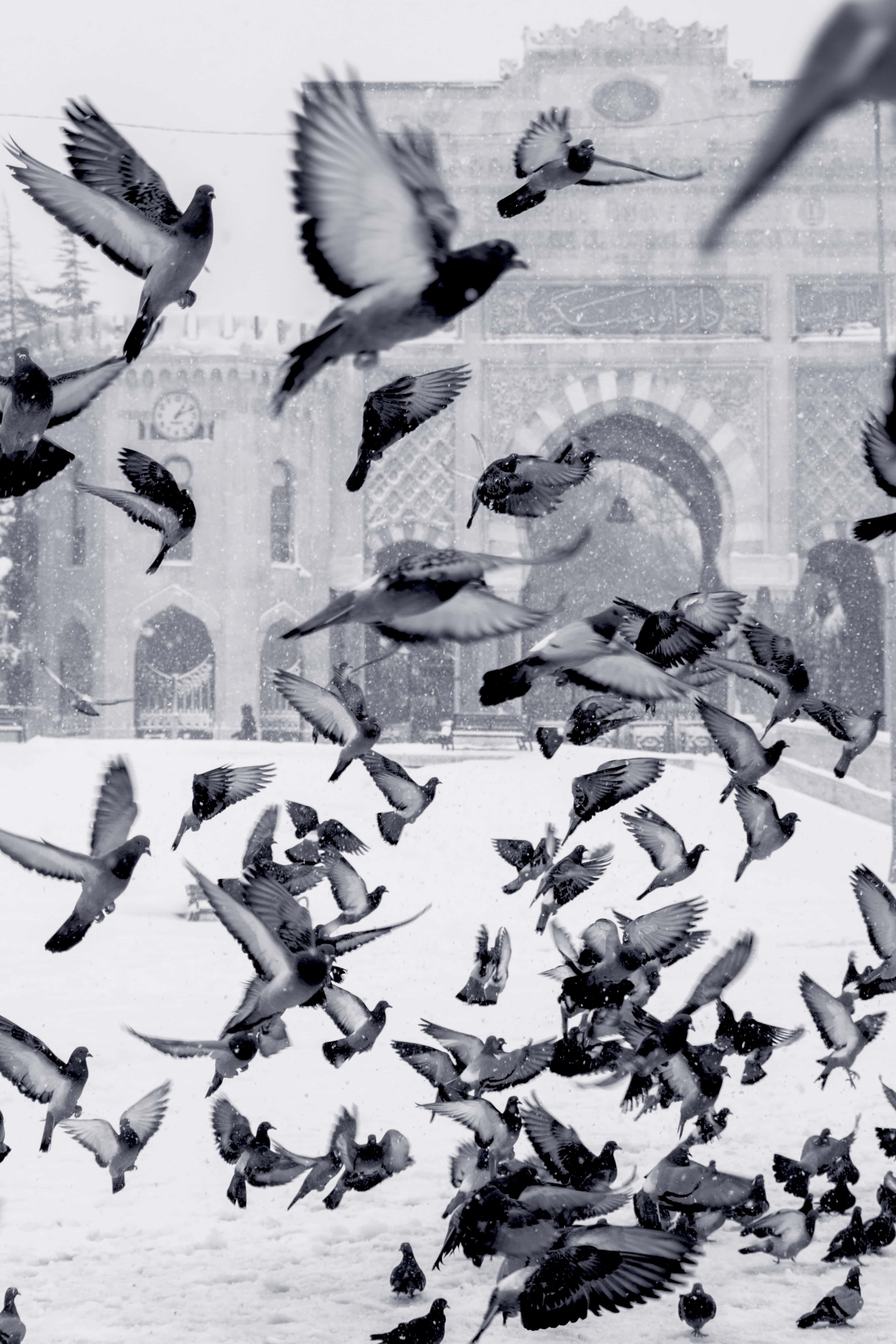 Filmmaking Trends in 2020 - An Image of Birds in Black and White