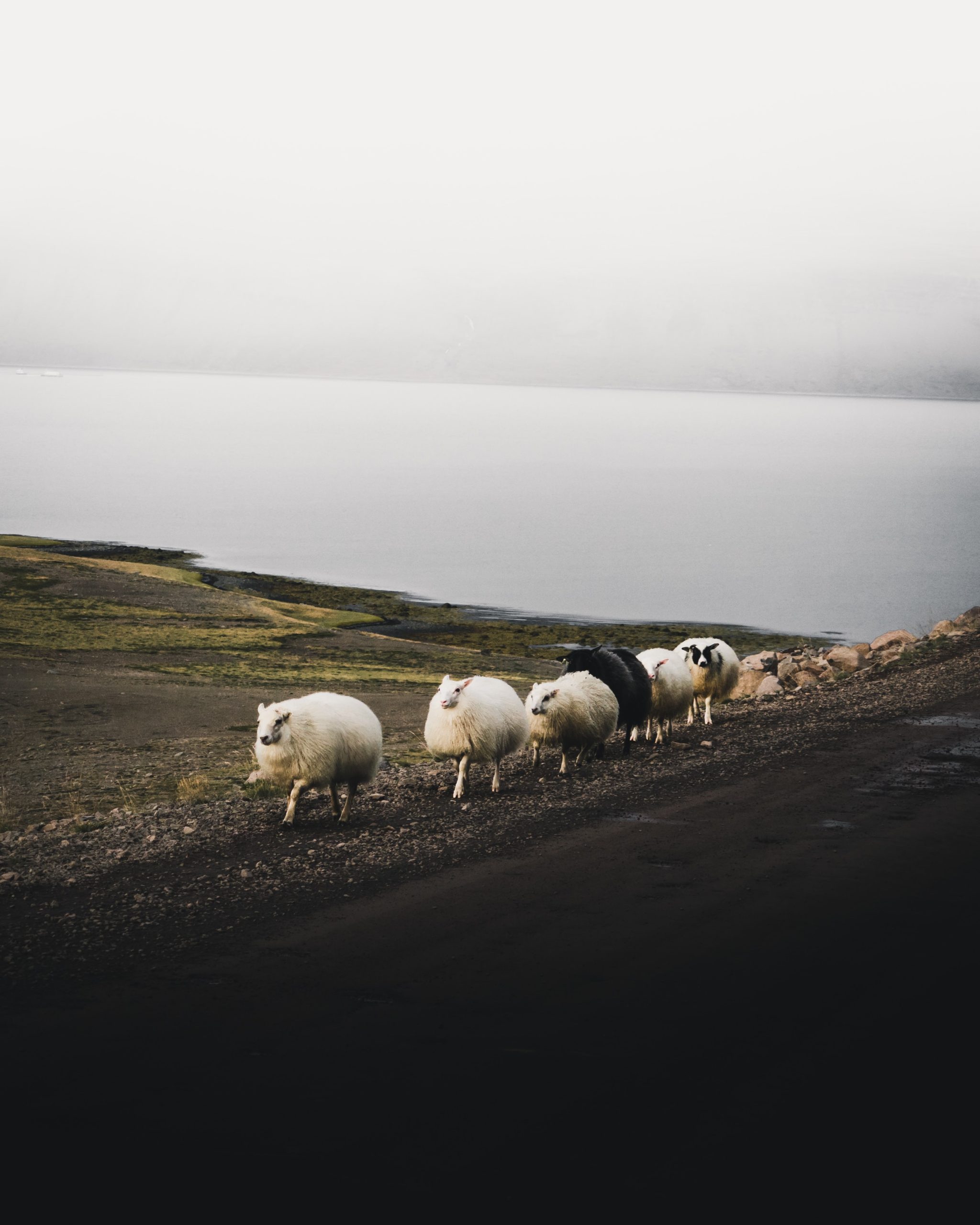 TikTok Trends - An image of sheep walking