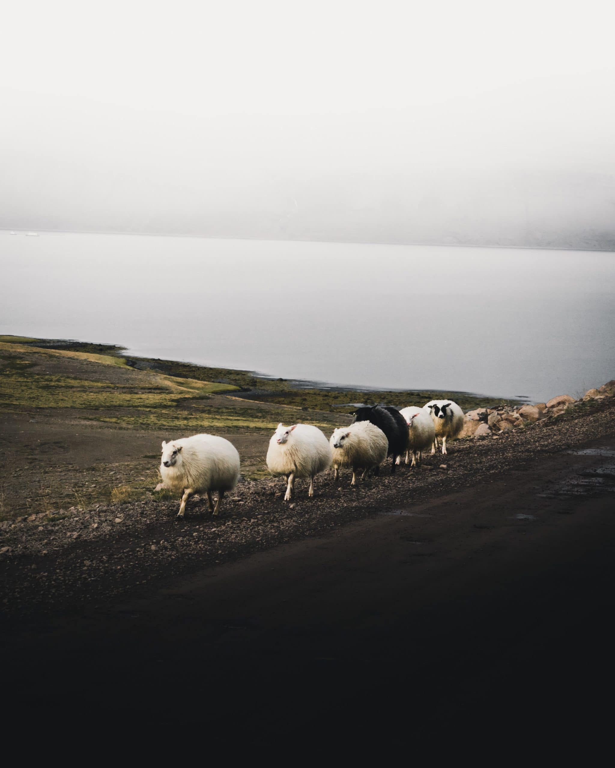 TikTok Trends - An image of sheep walking